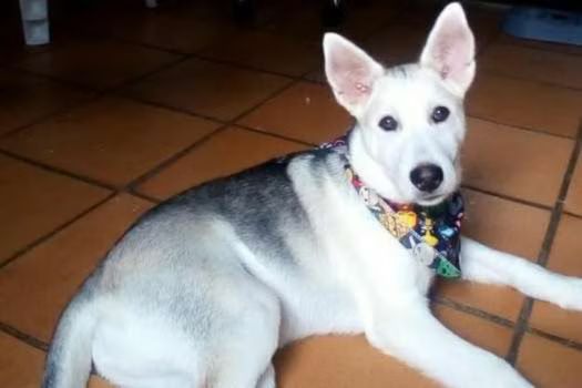 El perrito archie fue envenenado por un vecino de 80 años