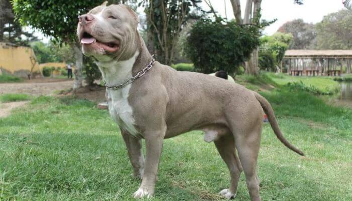 Mininterior propone campaña pedagógica y de prevención sobre tenencia de perros de razas peligrosas