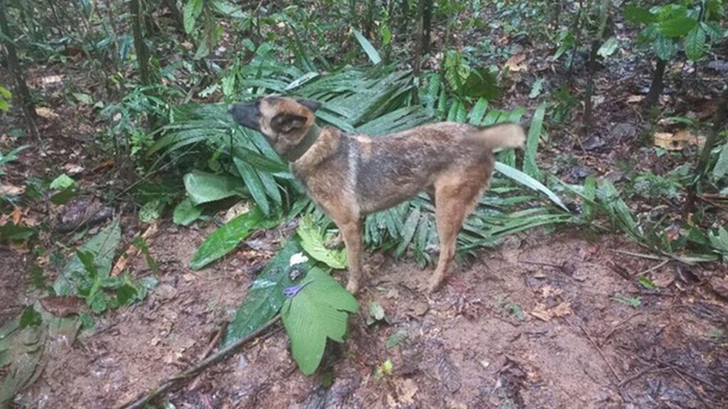 La posibilidad de encontrar al perro wilson con vida en la selva ya es casi nula