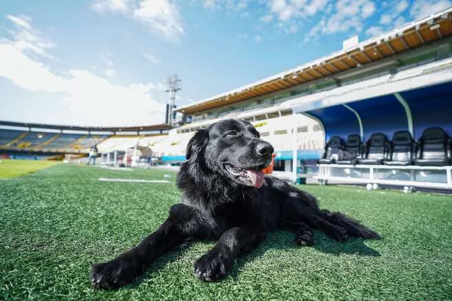 ¿Conocía usted a tony camacho, la simpática mascota del estadio el campín?