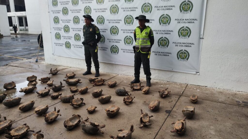 Un total de 53 tortugas morrocoy fueron incautadas por la Policía, en Riohacha