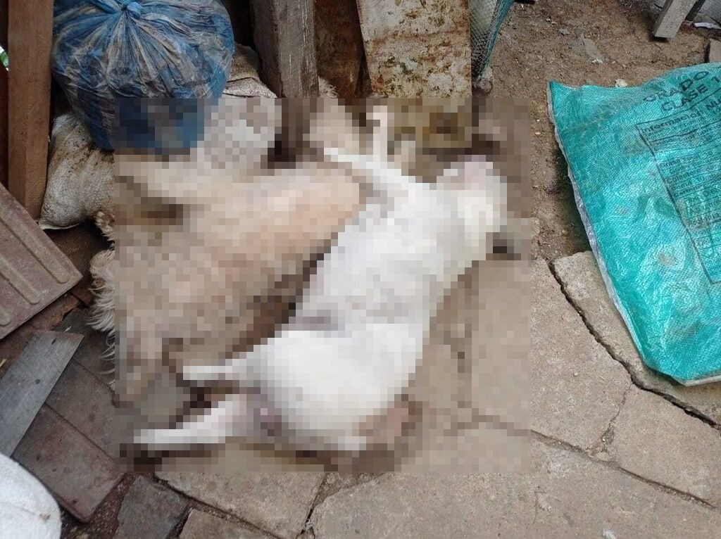 ¡Crimen ambiental! Perros envenenados en popayán