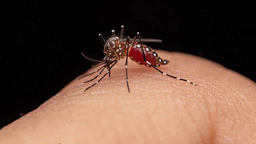 Minsalud pide incrementar medidas de prevención y control del dengue por incidencia de fenómenos de el niño y la niña