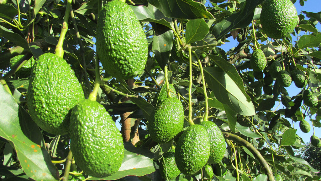 Aguacate hass colombiano conquista el super bowl 2025 con un crecimiento del 350 % en exportaciones