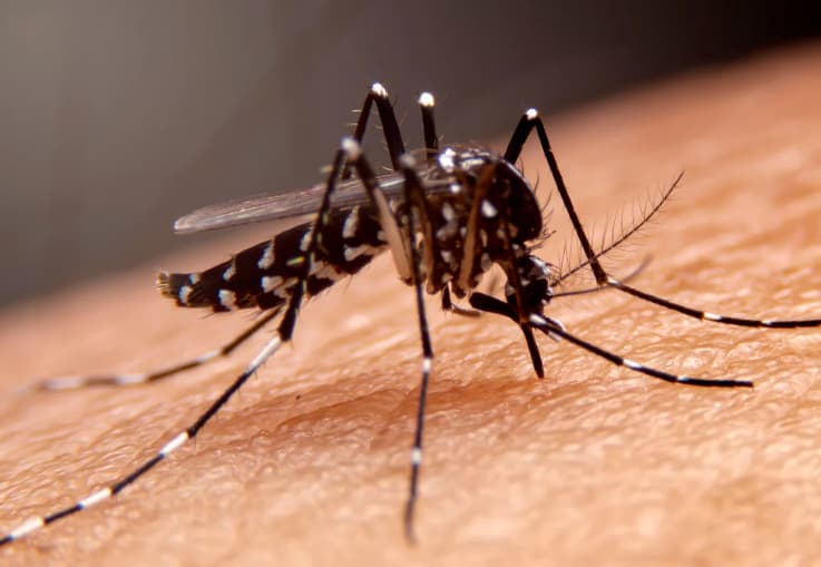 Pgn le preguntó a las autoridades del Cesar por las medidas de contingencia contra el dengue
