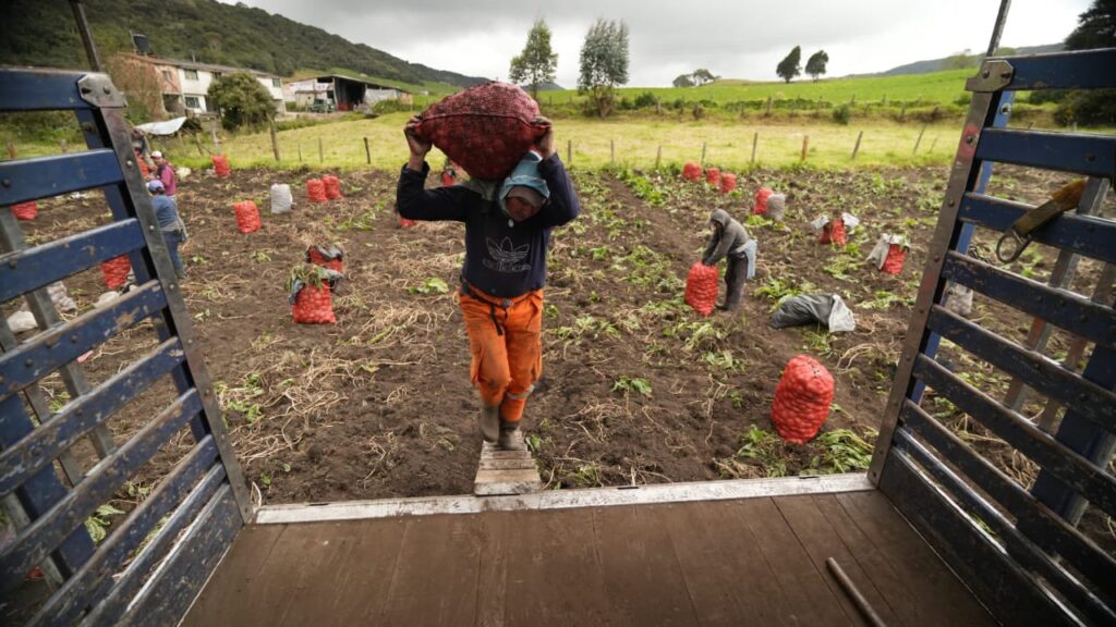 Más de 100 productores de papa en Boyacá avanzan en asociatividad para mejorar precios y ventas con respaldo del Gobierno