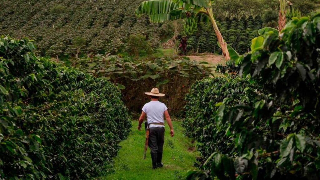 Exportaciones del agro siguen en aumento y demuestran potencial del campo colombiano para producir alimentos