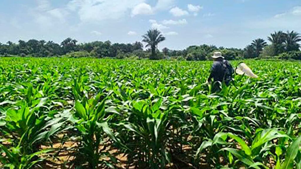 Presidente Petro instruye a Minagricultura y Prosperidad Social para llevar alimentos a regiones más afectadas por el hambre