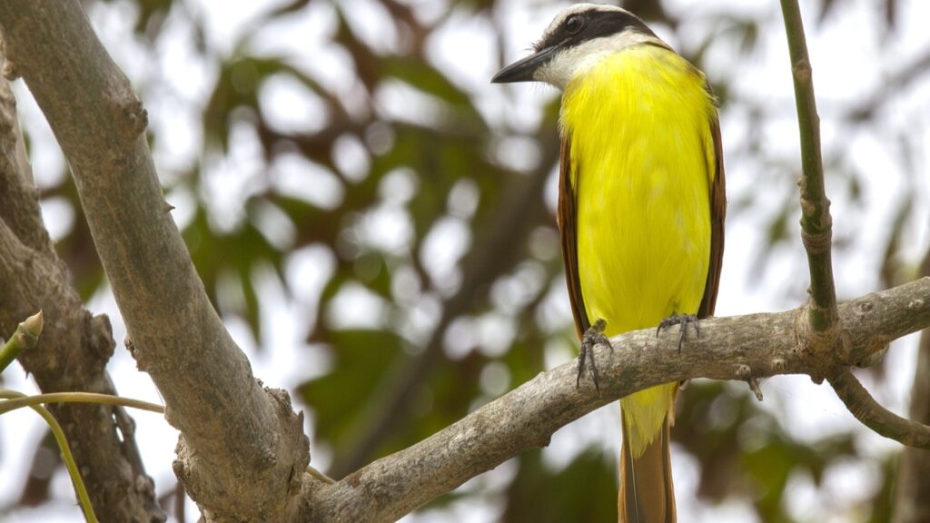 Ecocampus presenta los protocolos para el manejo de la fauna silvestre en Uninorte