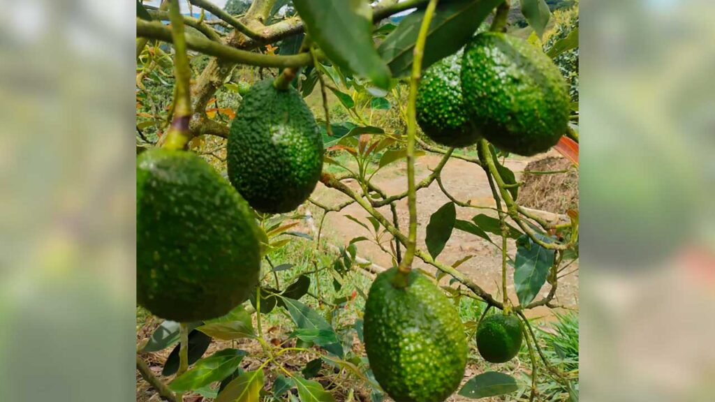 13.040 hectáreas de Concordia (Antioquia) fueron declaradas Área de Protección para la Producción de Alimentos
