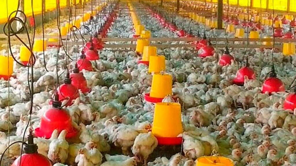 Primera vez: Colombia exporta pollo a Japón con articulación del ICA, Invima y Fenavi